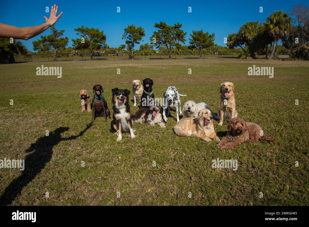 Der Schatten einer Frau, die eine Gruppe von verschiedenen Hunden in einem Hundepark in Florida, USA ausbildet Stockfoto