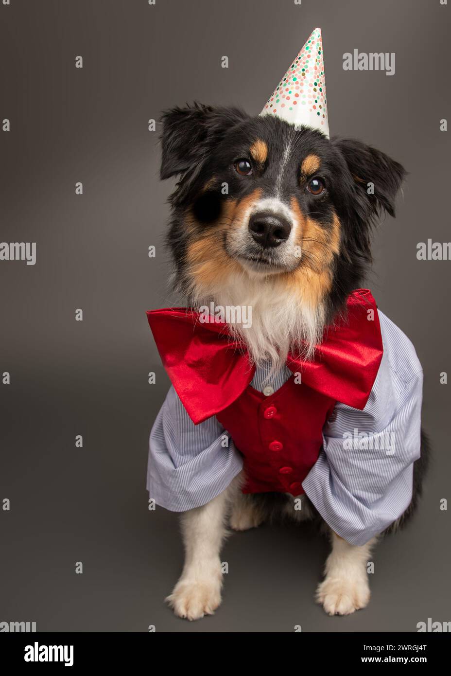 Porträt eines Black Tri Australian Shepherd Hundes mit Partymütze, Fliege, Weste und Hemd Stockfoto