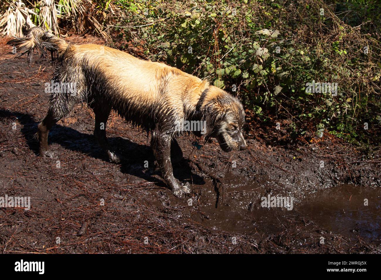 Schmutziger und nasser Golden Retriever, der an den Ufern eines schlammigen Flusses steht, Florida, USA Stockfoto