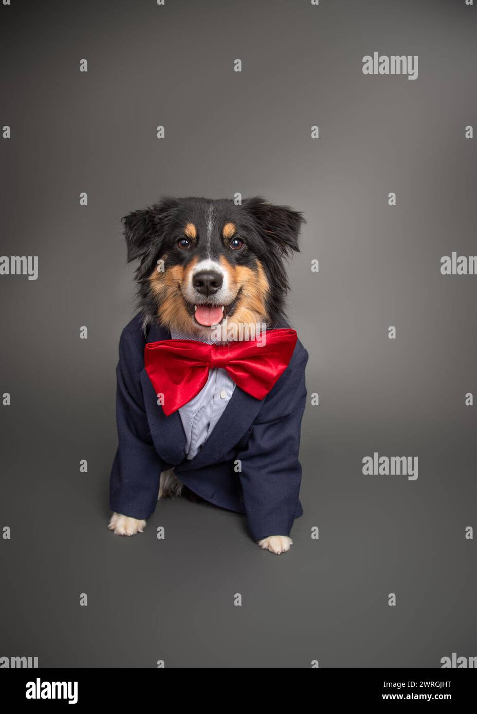 Porträt eines Happy Black Tri Australian Shepherd Hundes mit Anzug und Fliege Stockfoto