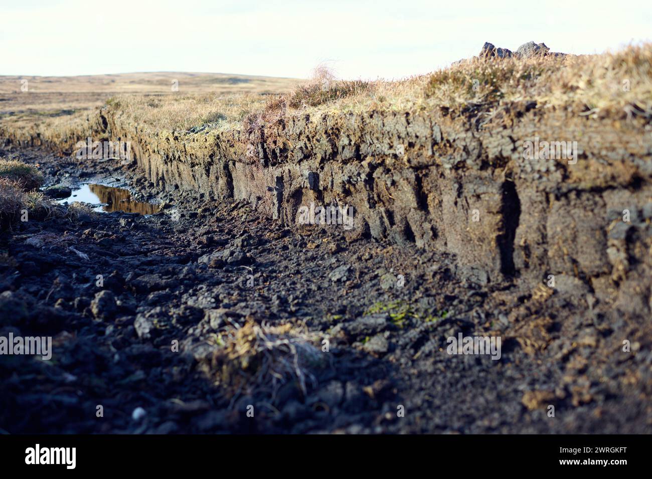 Blick auf die Torfmoore in den schottischen Highlands. Frisch geschnittener Torf aus dem Moor liegt auf dem Grasland in der Nähe von Rindern und zeigt Torfmoor-Entwässerung Stockfoto