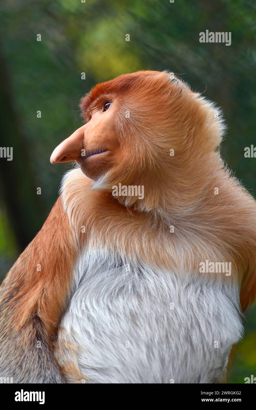 Nahporträt eines Nackenaffen, der seitlich schaut, Kalimantan, Indonesien Stockfoto