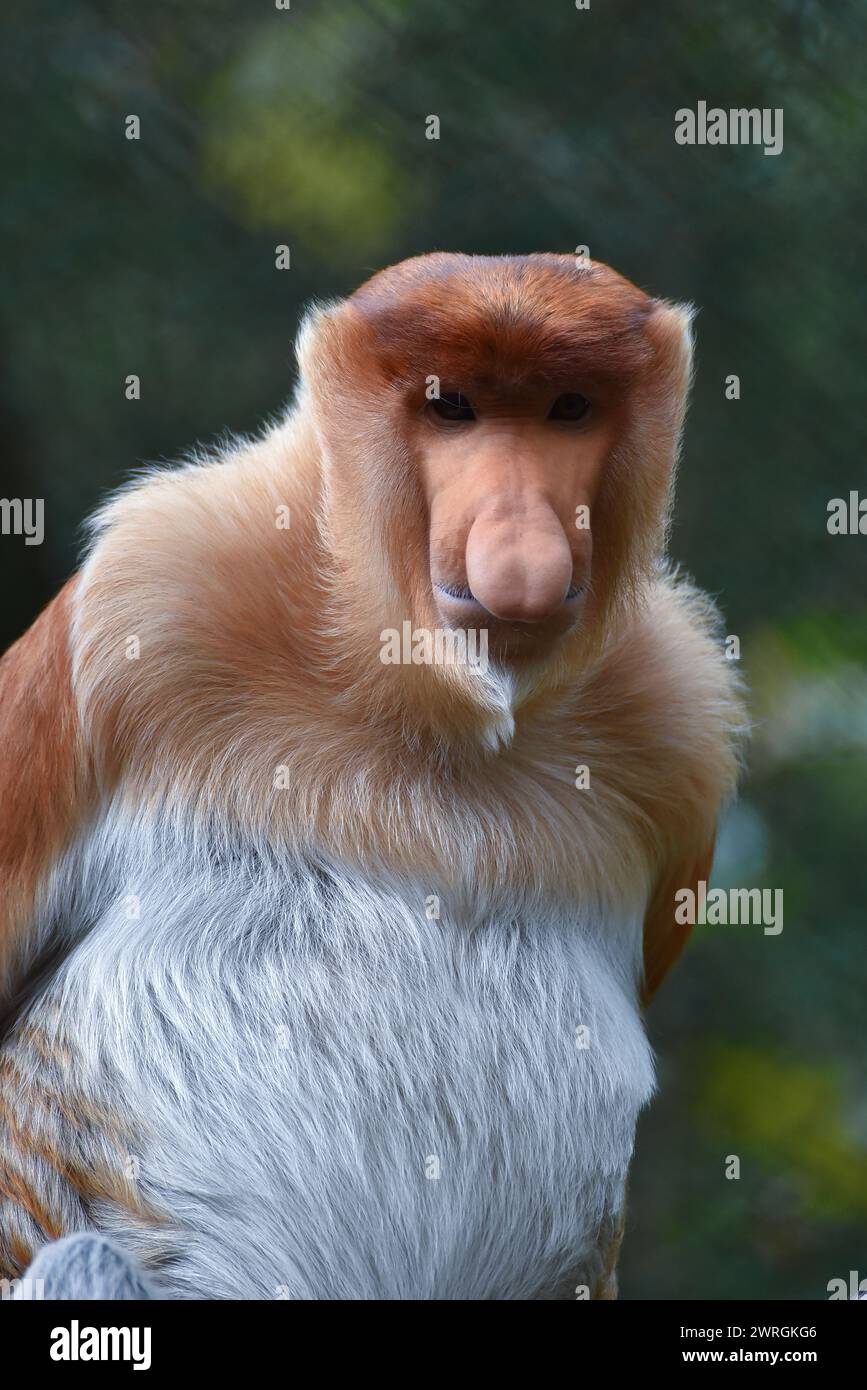 Nahaufnahme eines Affen, der in die Kamera schaut, Kalimantan, Indonesien Stockfoto