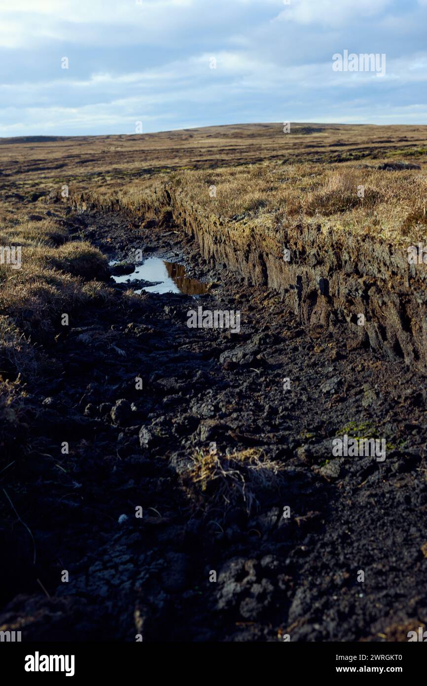 Blick auf die Torfmoore in den schottischen Highlands. Frisch geschnittener Torf aus dem Moor liegt auf dem Grasland in der Nähe von Rindern und zeigt Torfmoor-Entwässerung Stockfoto