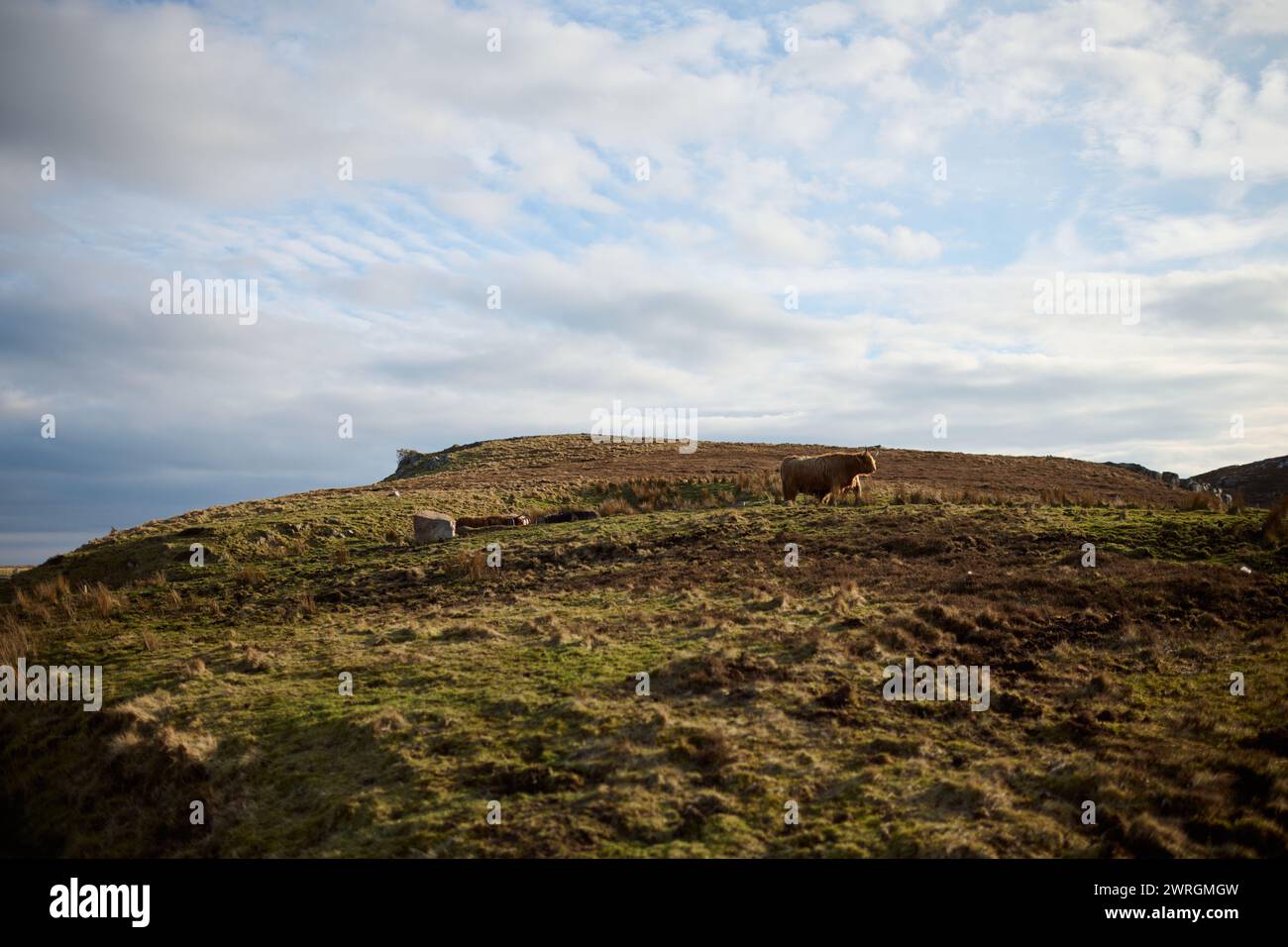 Blick auf die Torfmoore in den schottischen Highlands. Frisch geschnittener Torf aus dem Moor liegt auf dem Grasland in der Nähe von Rindern und zeigt Torfmoor-Entwässerung Stockfoto