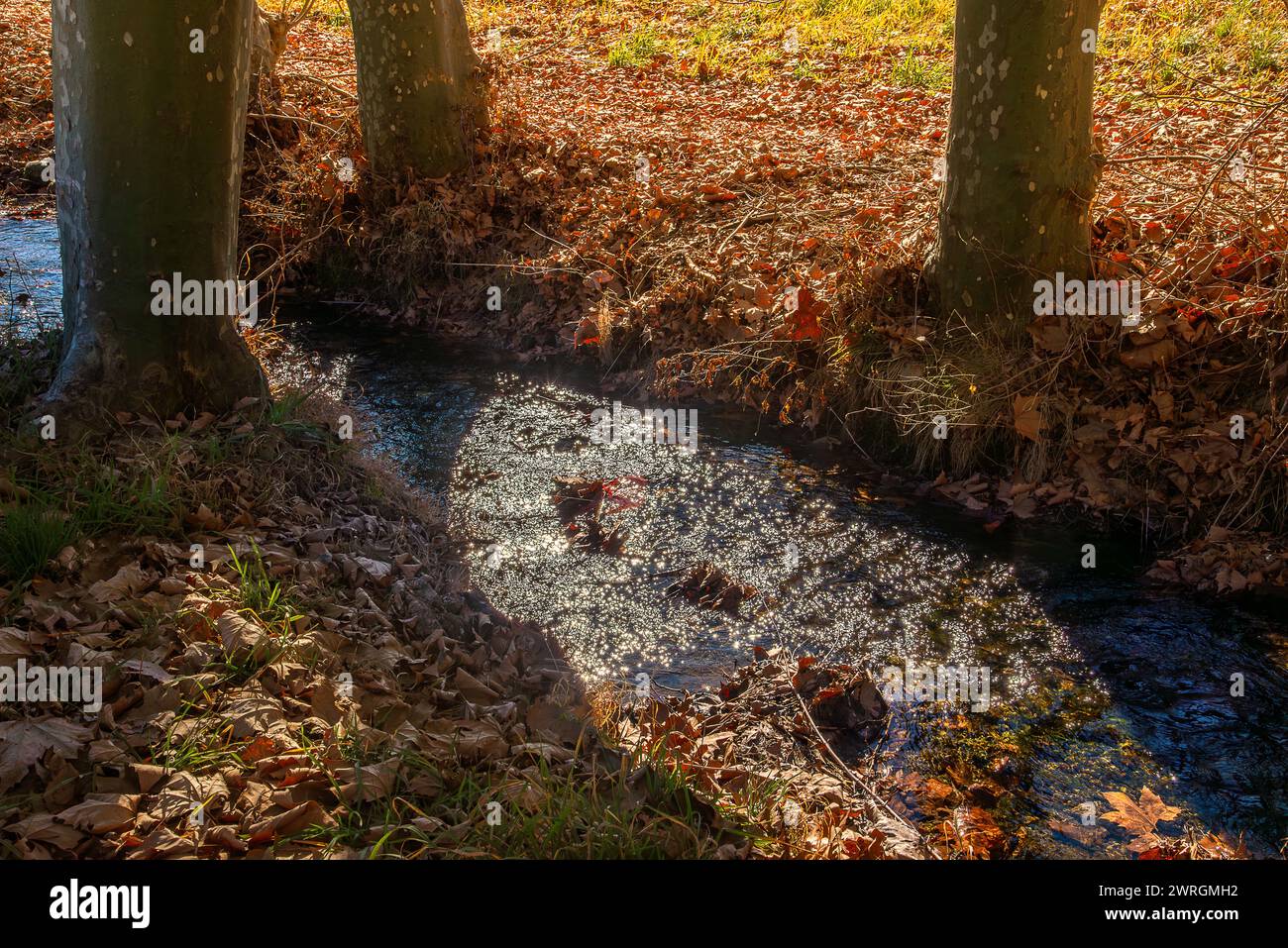 Ländlicher Fluss mit Sonnenspiegeln, der zwischen großen Platanen und trockenen Herbstblättern fließt Stockfoto