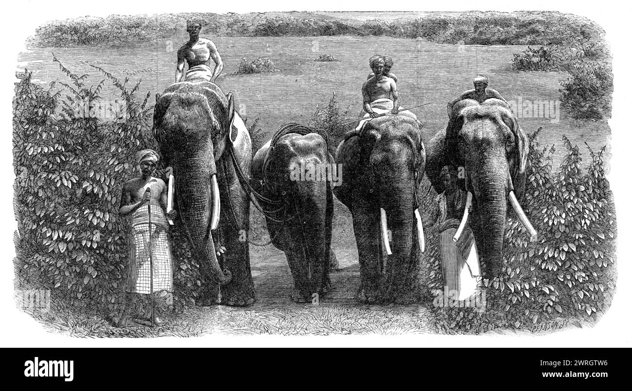 Modus der Fang wilder Elefanten in Ceylon: Zähmen eines wilden Elefanten, 1864. Gravur einer Fotografie '...von der großen Elefantenexpedition zu einem Ort namens Ebbewellepittia... um ihren europäischen Besuchern den größtmöglichen Sport und die Unterhaltung zu bieten...nichts war bemerkenswerter als die... freundliche Berücksichtigung, die die zahmen Elefanten bei ihrer Behandlung der jungen Wildtiere... während des Prozesses des Nutschens A gezeigt haben Sie wollten versuchen, ihn zum Gehorsam zu überreden, indem sie ihn mit ihren Koffern streichelten... als der geschweifte Elefant ein paar Stunden lang gefesselt blieb und sein Geist etwas war Stockfoto
