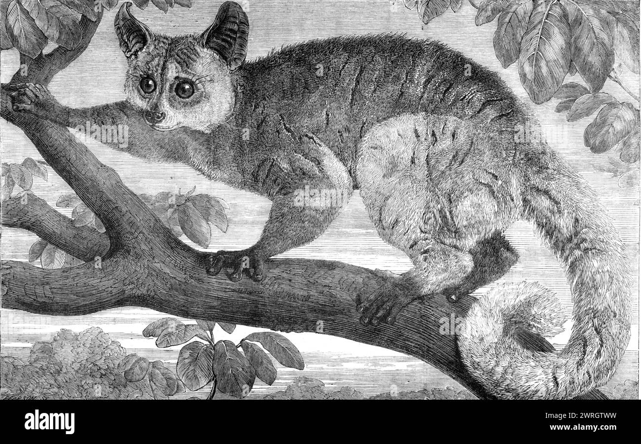 The Galago, gebracht von Dr. Livingstone aus Südafrika für die Gärten der Zoologischen Gesellschaft, Regent's Park, 1864. "Das kleine Tier, das durch unsere Gravur repräsentiert wird, ist das einzige lebende Exemplar einer Lemurenart in diesem Land, die in verschiedenen Teilen Südafrikas gefunden wurde." es wurde vor etwa drei Wochen von Dr. Waghorn nach England gebracht. der Arzt, der Dr. Livingstone bei seinem letzten Aufenthalt auf dem Sambesi-Fluss begleitet hat... der Erwachsene ist etwa 28 cm alt. Lang, einschließlich des Schwanzes, der eine Länge von 16 Zoll hat. Seine Farbe ist hellgrau, aber die Kehle ist fast weiß und die Ohren schwarz. IT h Stockfoto