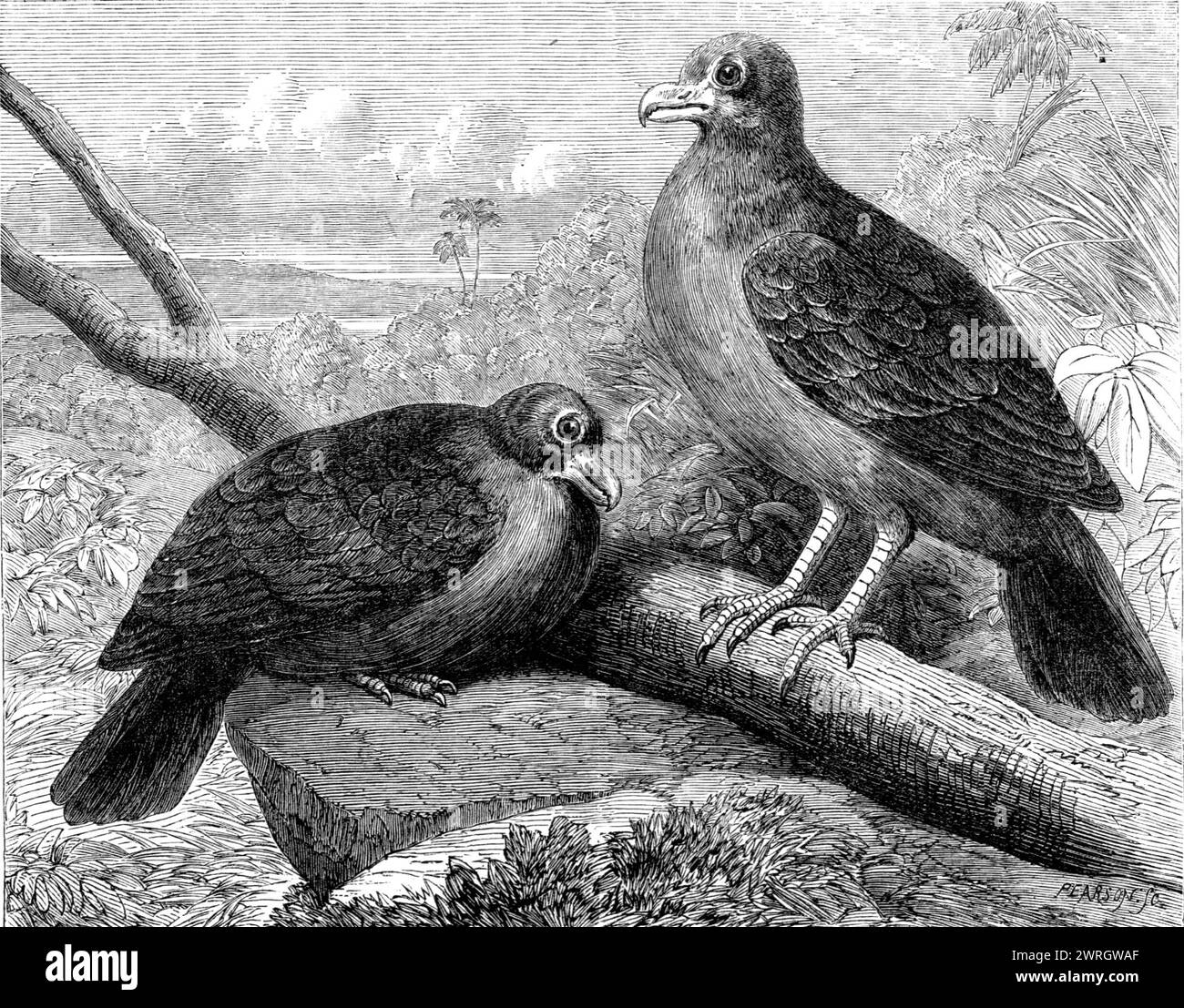 Seltene Vögel von Navigators' Islands: Didunculus strigirostris oder Zahnschnabeltaube, 1864. Kupferstich aus einer Zeichnung von E. Thomas. "Eine Notiz dieses einzigartigen Vogels, der als fast ausgestorben galt, wird zweifellos für Ornithologen von Interesse sein... der Didunkel hat eine sehr begrenzte Anzahl von Wohngebieten. Sie wurde nur auf den Samoan- oder Navigators-Inseln gefunden. Er erhielt den Gattungsnamen Didunkulus, oder Little Dodo, aufgrund seiner Ähnlichkeit mit dem gefeierten ausgestorbenen Vogel Dodo, wie der Didunkulus in seiner Form den Charakter eines Raubvogels mit dem des h verbindet Stockfoto