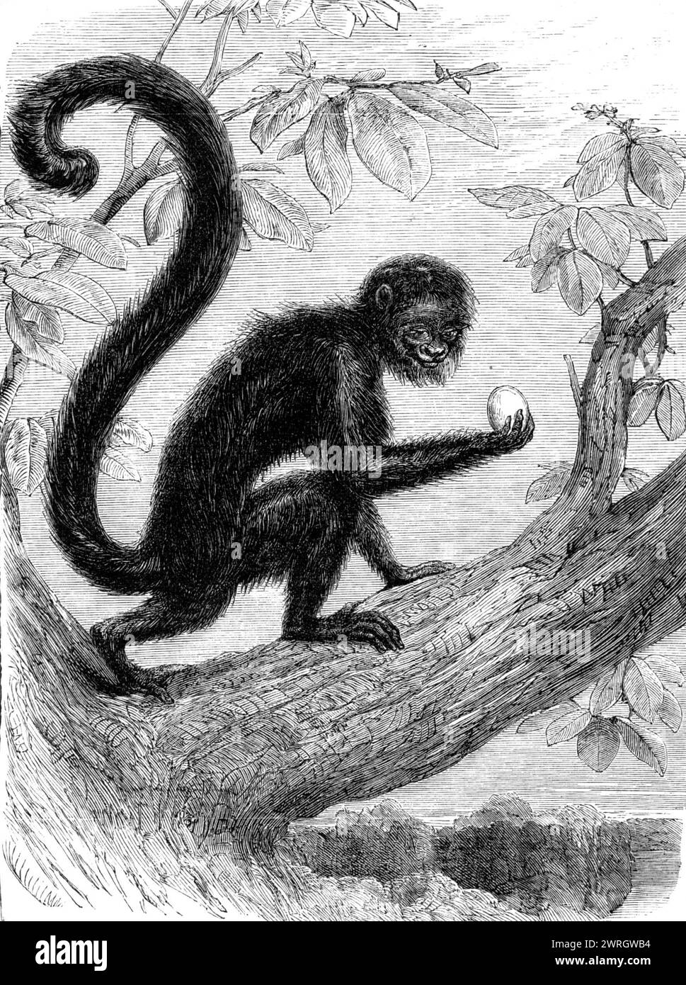 Neuerungen der Sammlung der Zoologischen Gesellschaft, Regent's Park, [London], 1864. Der brasilianische Affe (Pithecia Satanas) stammt vom Amazonasufer. Aus verschiedenen Teilen des amerikanischen Kontinents importiert, und der größte Teil davon repräsentiert Arten, die zuvor in dieses Land gebracht wurden Die [Sammlung] von lebenden animals...noW der Gesellschaft umfasst mehr als 1700 Individuen aus allen Teilen der Welt.“ Aus Illustrated London News, 1864. Stockfoto