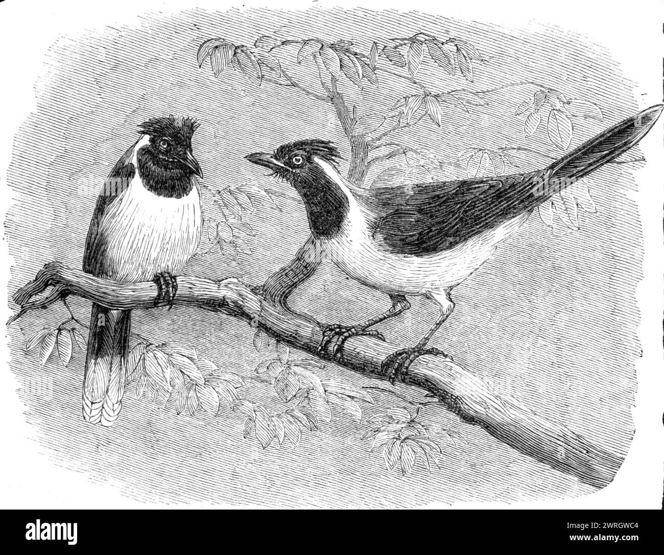 Neuerungen der Sammlung der Zoologischen Gesellschaft, Regent's Park, [London], 1864. "...der gepileerte jay (Cyanocorax cyanopogon)...from die Wälder Brasiliens... aus verschiedenen Teilen des amerikanischen Kontinents importiert, und der größte Teil davon repräsentiert Arten, die zuvor in dieses Land gebracht wurden Die [Sammlung] von lebenden animals...noW der Gesellschaft umfasst mehr als 1700 Individuen aus allen Teilen der Welt.“ Aus Illustrated London News, 1864. Stockfoto