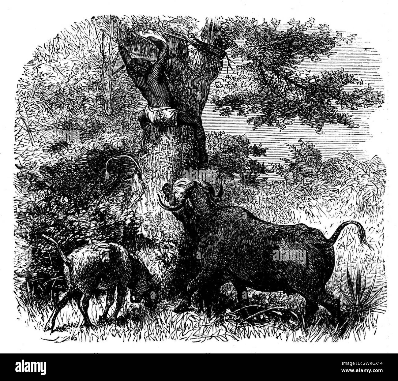 Balduins "afrikanische Jagd": Gebürtig von Büffelkühe und Kalb, 1862. „Zu den interessantesten und aufregendsten Büchern, die kürzlich veröffentlicht wurden, gehört Mr. Baldwins Tagebuch über seine Jagd in Südafrika in verschiedenen regions...inhabited von Boers und Kaffirs [offensiver Begriff für Afrikaner]. Das Interesse an der Erzählung wird eher erhöht als verringert, da ein Teil des Bodens von Dr. Livingstone durchquert wurde. Mr. Baldwin drang zwölf Grad nördlich von Port Natal ein und bis zu den Fällen des Sambesi, als zweiter Europäer, der diese wunderbare sce erreicht hat Stockfoto