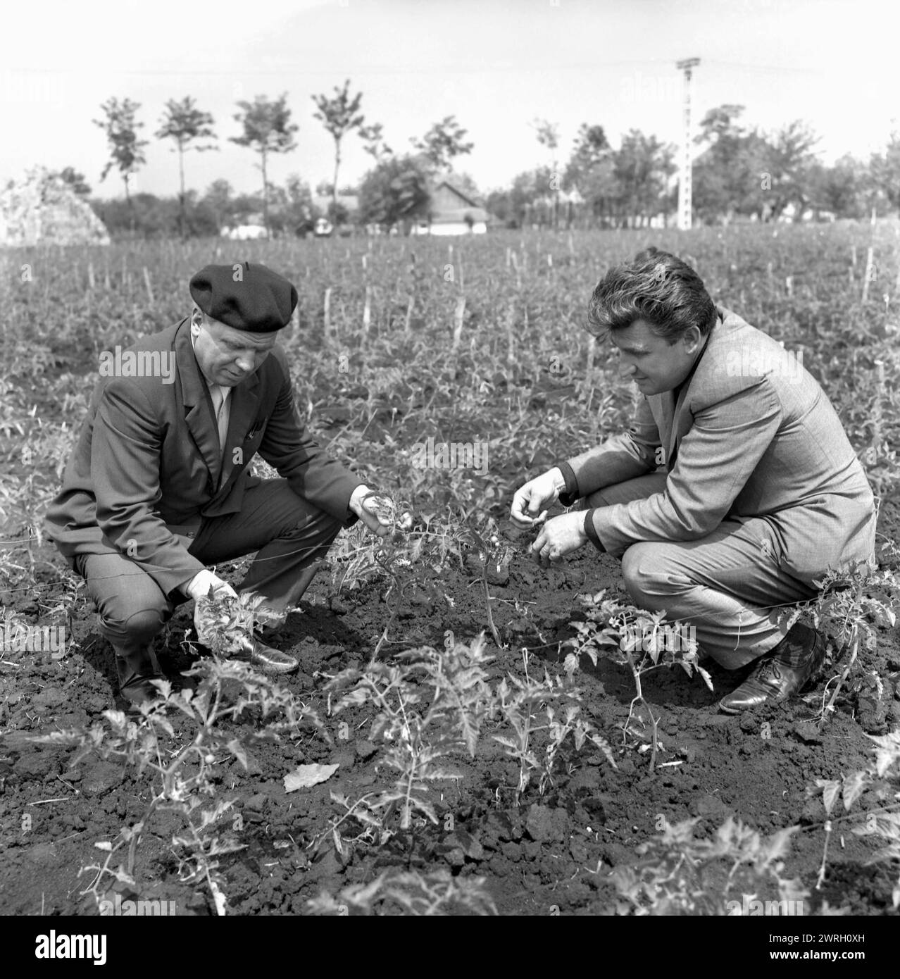 Staatliche landwirtschaftliche Genossenschaft im kommunistischen Rumänien in den 1970er Jahren Agronomen, die eine Tomatenkultur untersuchen Stockfoto