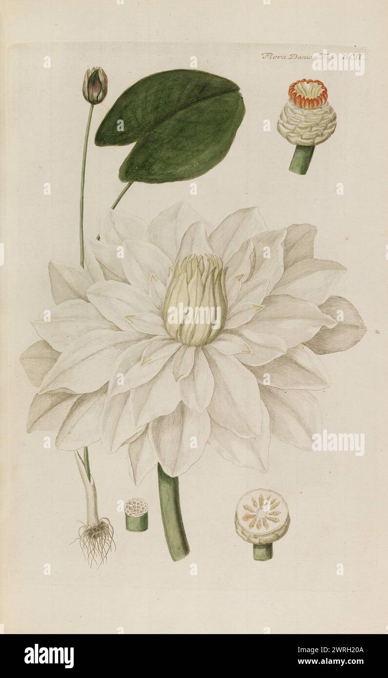 Flora Danica, 1761. Private Sammlung Stockfoto
