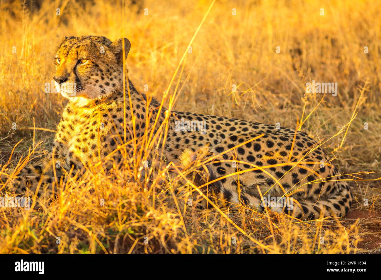 Afrikanische Gepardenart Acinonyx jubatus, Familie der Feliden, liegt in der Savanne, Südafrika. Der Gepard ist das schnellste Landtier der Welt. Stockfoto