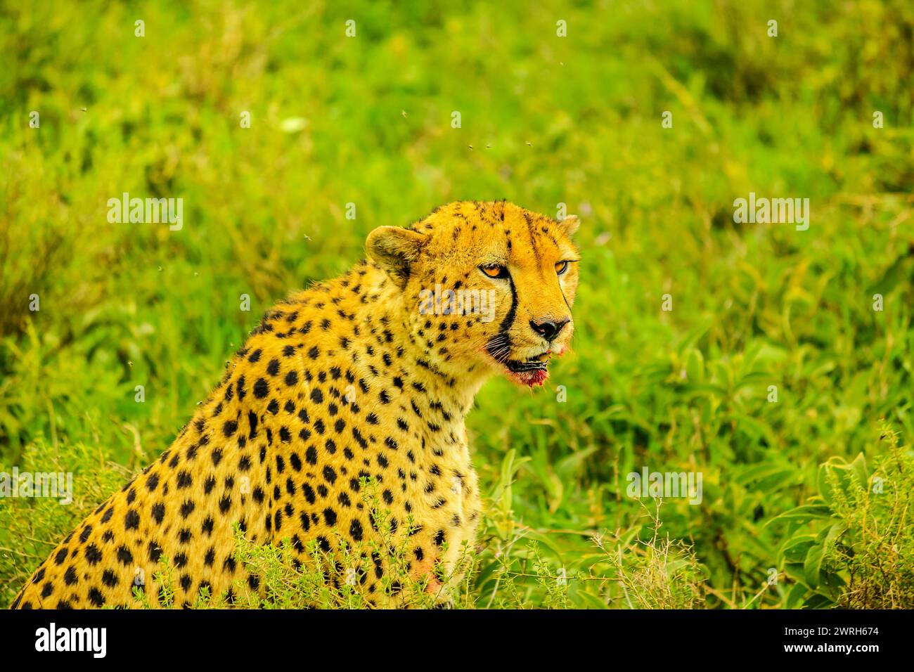 Gepard männlich mit blutigem Gesicht in grüner Grasvegetation. Ndutu Gebiet des Ngorongoro Conservation Area, Tansania, Afrika. Stockfoto