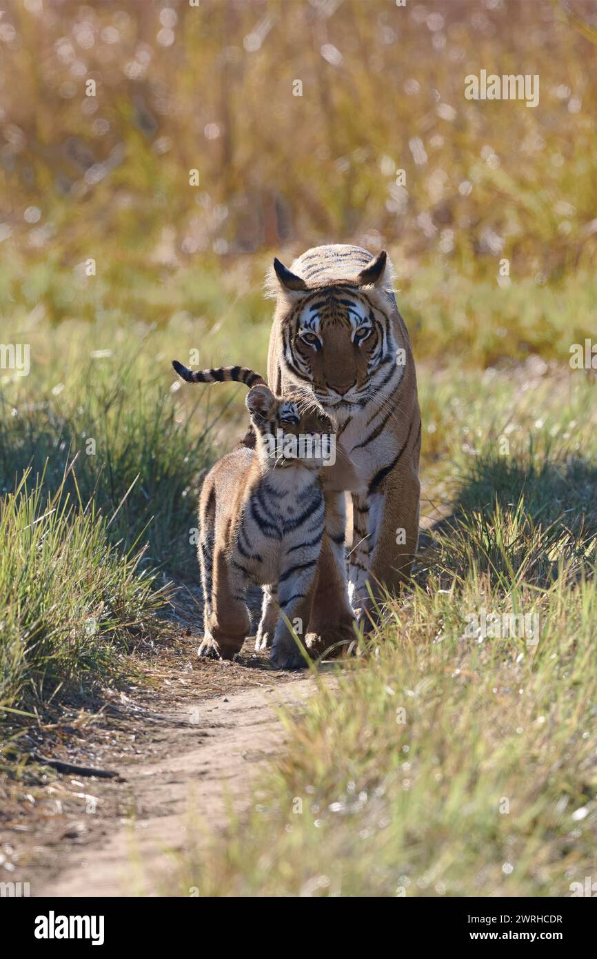 Paarwali Tigerin und ihr Junges, Corbett National Park Stockfoto