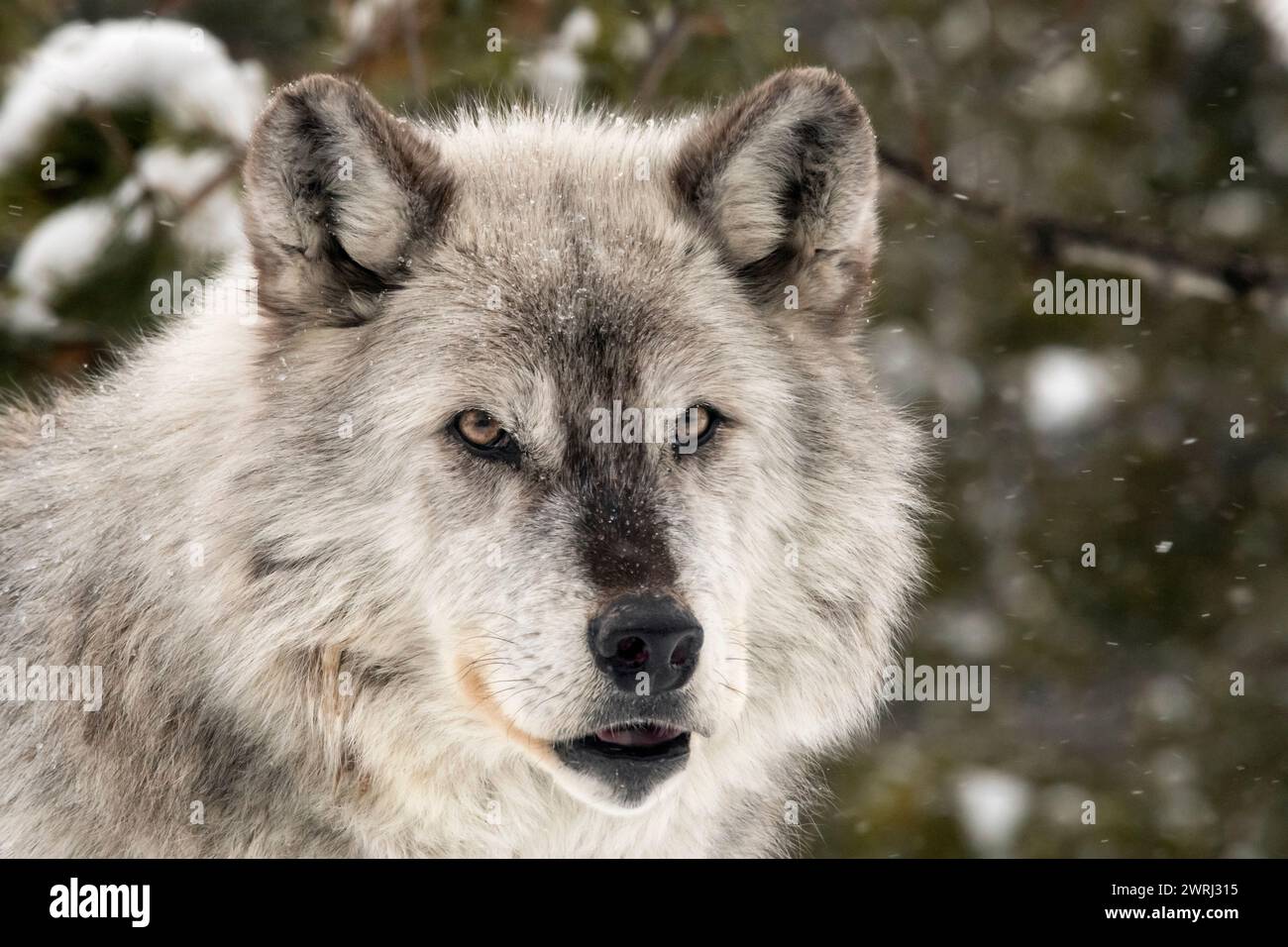 Nordamerika; Usa; Montana; Wildtiere; Predators; Hund; Wolf; Canis Lupus; Winter; Tiefschnee; Unverlierbar Stockfoto