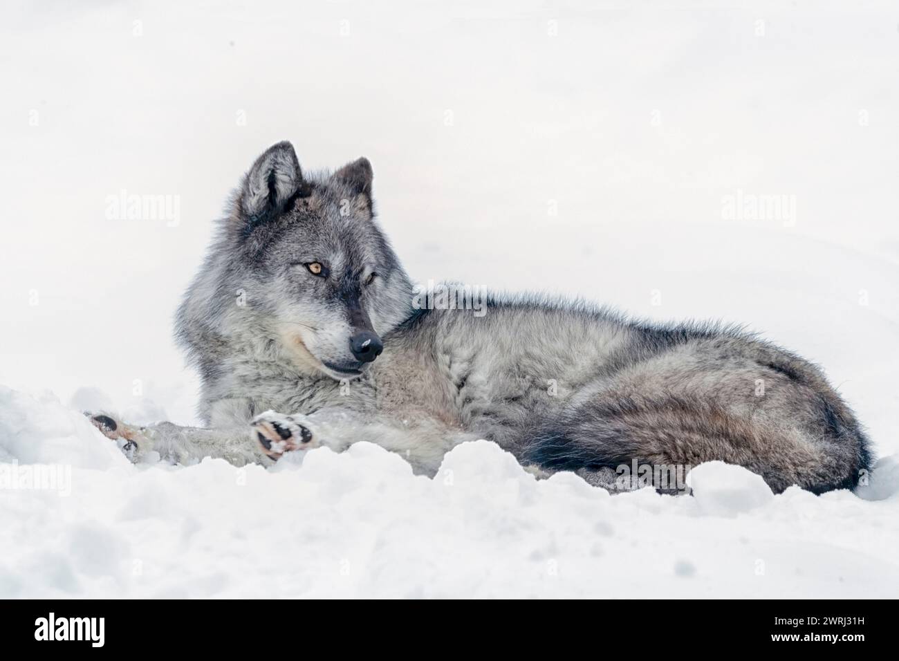 Nordamerika; Usa; Montana; Wildtiere; Predators; Hund; Wolf; Canis Lupus; Winter; Tiefschnee; Unverlierbar Stockfoto