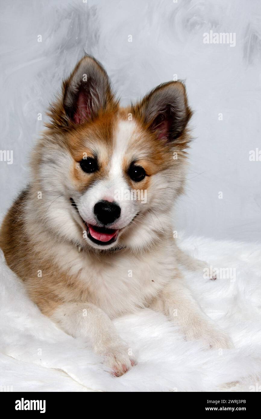 Der norwegische Lundhund ruht sich aus und schaut in die Camara. Manche nennen es auch einen norwegischen Puffinhund. Stockfoto