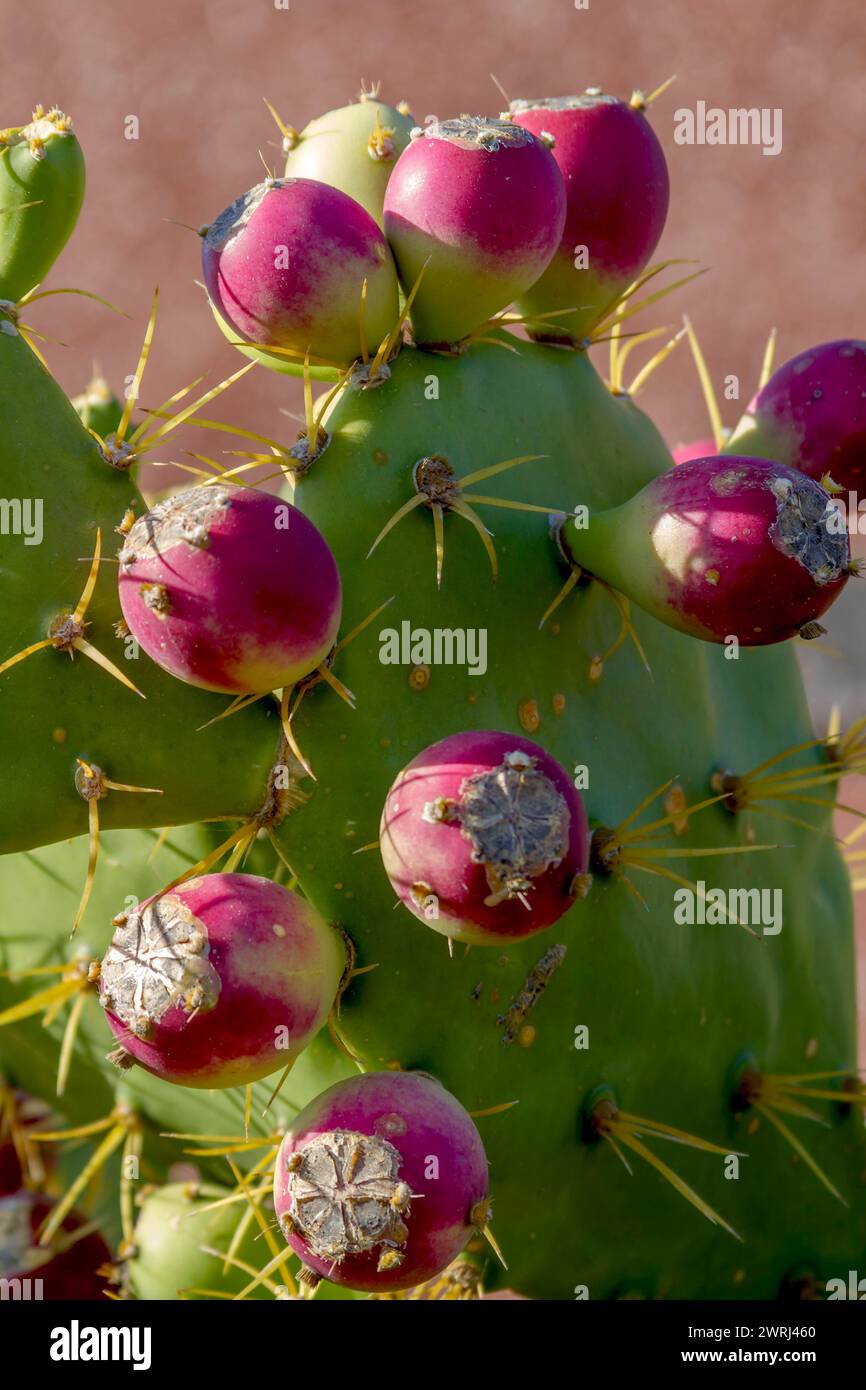 Früchte der Kaktusbirne (Opuntia Ficus-indica), Fuerteventura, Kanarische Inseln, Spanien Stockfoto