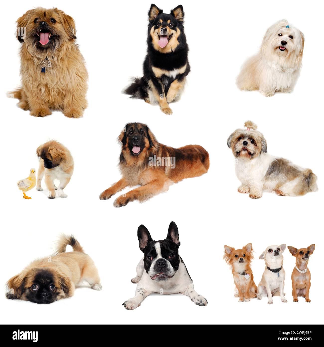 Sammlung mit Hund tanken auf sauberem weißem Hintergrund Stockfoto