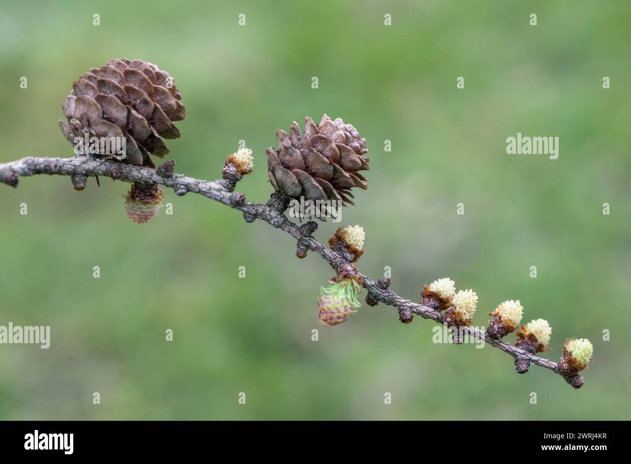 Lärche (Larix decidua), männliche und weibliche Blüten und Kegel, Emsland, Niedersachsen, Deutschland Stockfoto