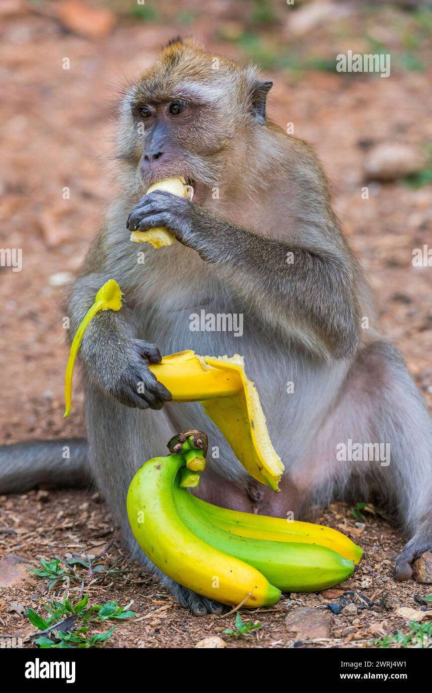 Affe mit Banane im Tempel Wat Sok Tham, Makaken, Säugetier, Blick, wild, frei lebendig, tropisch, Stolz, Tropen, asiatisch, Tier, Tierwelt Stockfoto