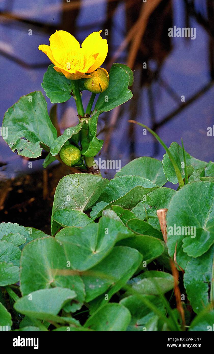 Eine gelbe Blume mit grünen Blättern, Tau auf den Blättern, die sich vor einem verschwommenen Hintergrund von Marsh Ringelblume Caltha palustris Ranunculaceae abhebt Stockfoto