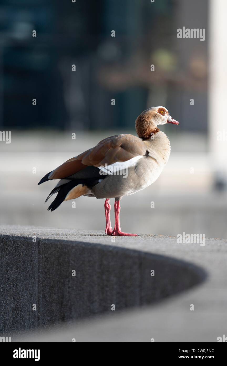 Nilgans (Alopochen aegyptiaca, stehend auf einer grauen Betonwand, die in einem Halbkreis gebogen ist, mit Blick nach rechts, Profilansicht, im Stockfoto