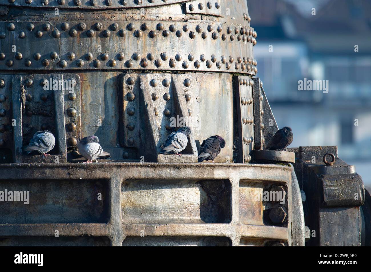 Stadttauben, Straßentauben (Columbidae), die auf Metall sitzen, Thomas Converter oder Thomas Birne, Denkmal, Stahlproduktion, fünf Tiere, Preening und Stockfoto