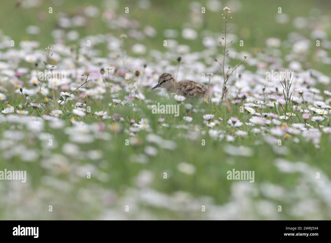 Rotschenkel (Tringa totanus), Küken auf einer Blumenwiese, Niederrhein, Nordrhein-Westfalen, Deutschland Stockfoto