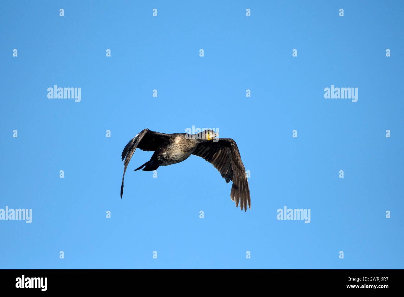 Großer Kormoran (Phalacrocorax carbo), im Flug, vor blauem Himmel, Senkungsgebiet, Bottrop, Ruhrgebiet, Nordrhein-Westfalen, Deutschland Stockfoto