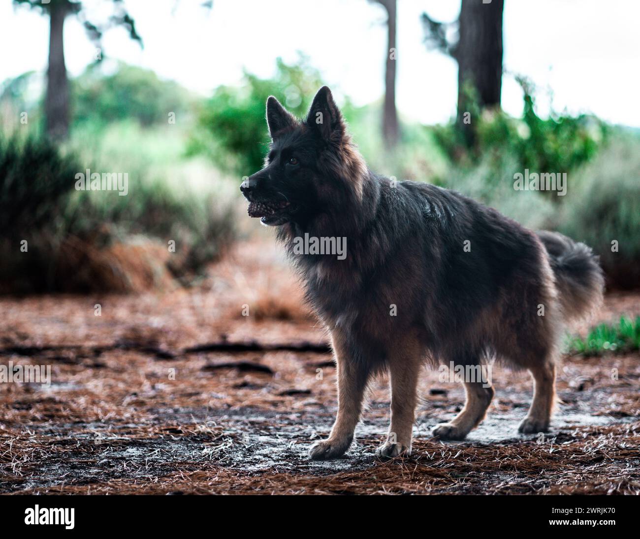Ein einsamer Hund, der draußen auf dem Dreck steht Stockfoto
