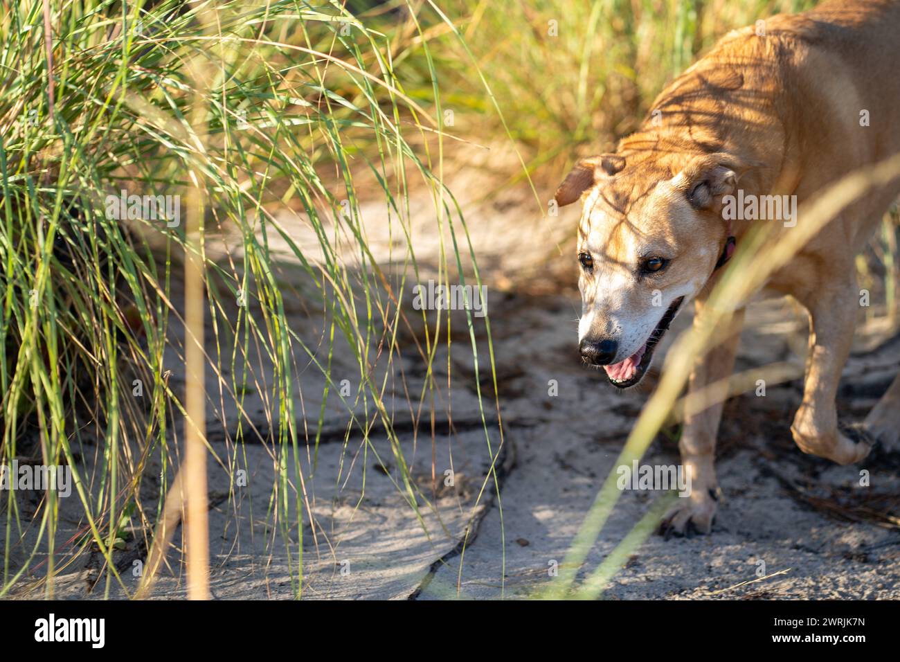 Ein Hund, der am Ufer neben hohem Gras spaziert Stockfoto