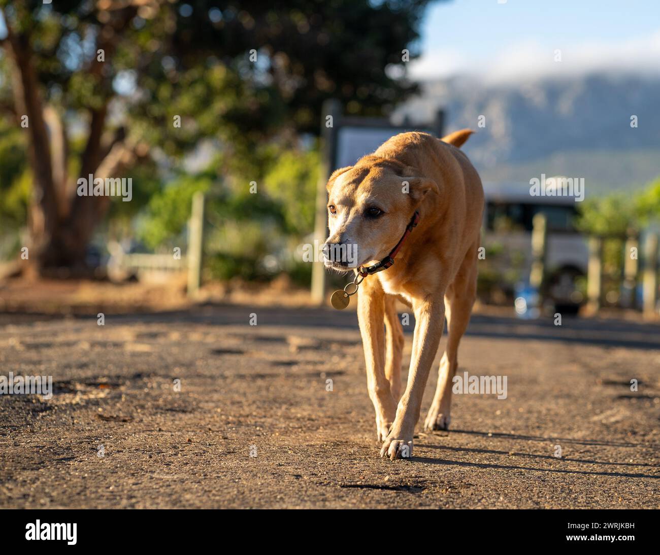Ein brauner Hund, der auf einer Straße spaziert Stockfoto