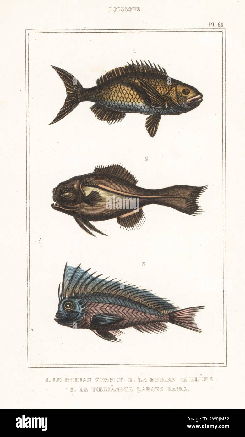Grauer Schnapper, Lutjanus griseus 1, Augenlichtsfisch, Photoblepharon palpebratum 2 und blauer Blanquillo, Malacanthus latovittatus 3. Le bodian Vivanet, Mesoprion griseus, le bodian oeilleré, Bodianus palpebratus, le taenianote Large-Raie, Taenianotus lato-vittatus. Handkolorierter Stippelstich von Frédéric Cazenave und anderen von Le Comte de la Cépède Oeuvres du comte de Lacépède, comprenant l’histoire naturelle des Poissons, Paris, um 1850. Die nicht akkreditierten Illustrationen wurden aus Originalen von Jacques de Seve, Marcus Bloch, Robert Benard, Jean-Gabriel Pretre usw. kopiert Stockfoto