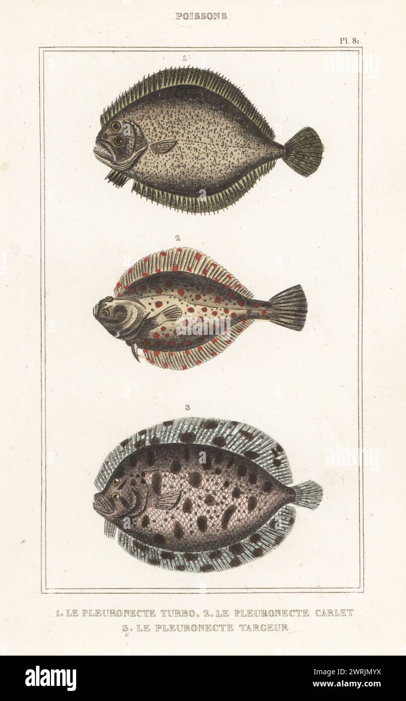 Steinbutt, Scophthalmus maximus 1, Brill, Scophthalmus rhombus 2 und gewöhnlicher Topknoten, Zeugopterus punctatus 3. Le pleuronecte Turbo, Pleuronectes maximus, le pleuronecte Carrelet, Pleuronectes rhombus, le pleuronecte targeur, Pleuronectes punctatus. Handkolorierter Stippelstich von Frédéric Cazenave und anderen von Le Comte de la Cépède Oeuvres du comte de Lacépède, comprenant l’histoire naturelle des Poissons, Paris, um 1850. Die nicht akkreditierten Illustrationen wurden aus Originalen von Jacques de Seve, Marcus Bloch, Robert Benard, Jean-Gabriel Pretre usw. kopiert Stockfoto