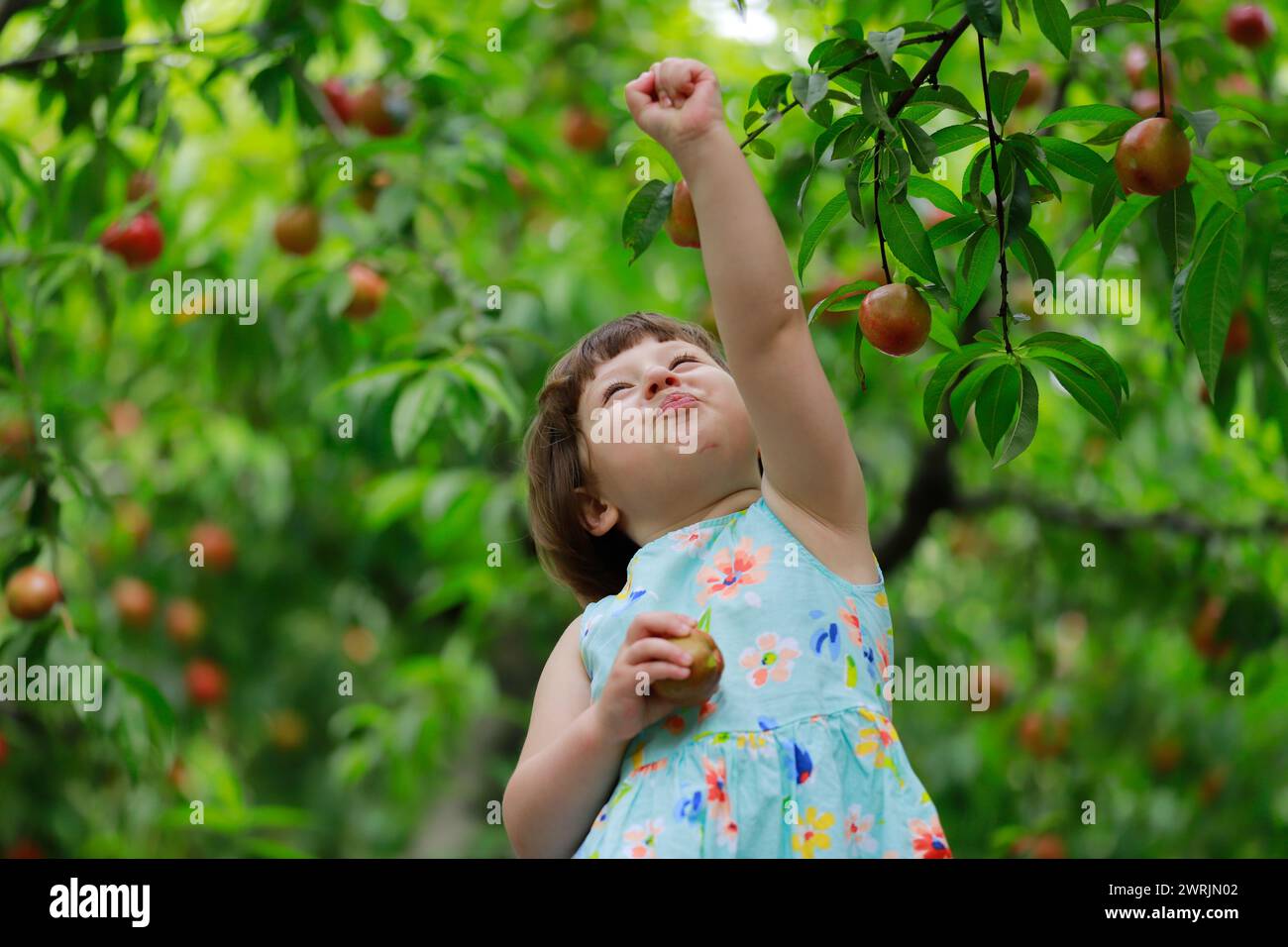 Niedliches kleines Mädchen, das unter Obstbäumen spielt, in Sommerkleid gekleidet. Verschwommene grüne Bäume im Hintergrund. Unter Obstbäumen spielen und Obst essen Stockfoto