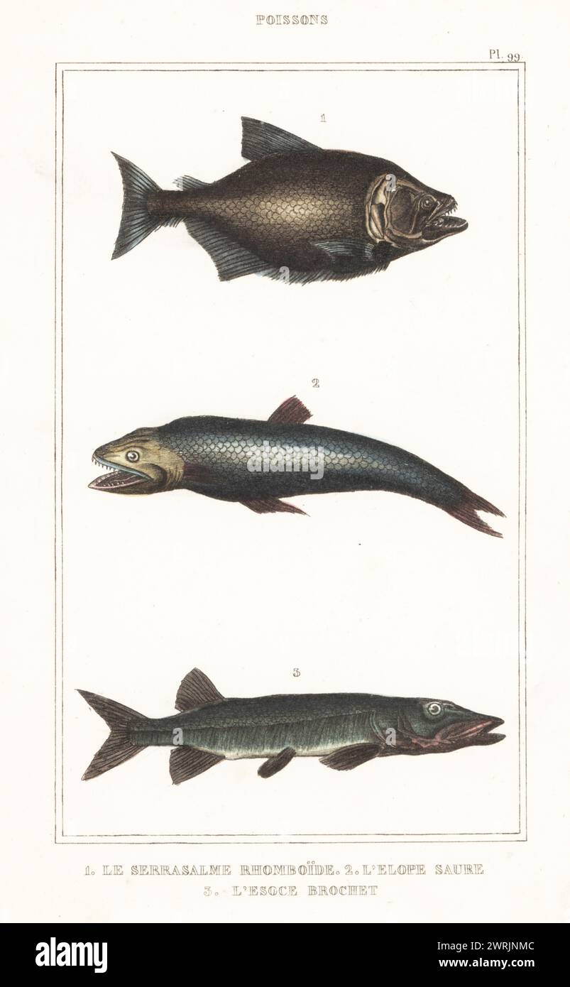 Redeye piranha, Serrasalmus rhombeus 1, Marienfische oder Tenpounder, Elops saurus 2 und nördlicher Hecht, Esox lucius 3. Le serrasalme rhomboide, l'elope saure, l'esoce Broschüre. Handkolorierter Stippelstich von Frédéric Cazenave und anderen von Le Comte de la Cépède Oeuvres du comte de Lacépède, comprenant l’histoire naturelle des Poissons, Paris, um 1850. Die nicht akkreditierten Illustrationen wurden aus Originalen von Jacques de Seve, Marcus Bloch, Robert Benard, Jean-Gabriel Pretre usw. kopiert Stockfoto