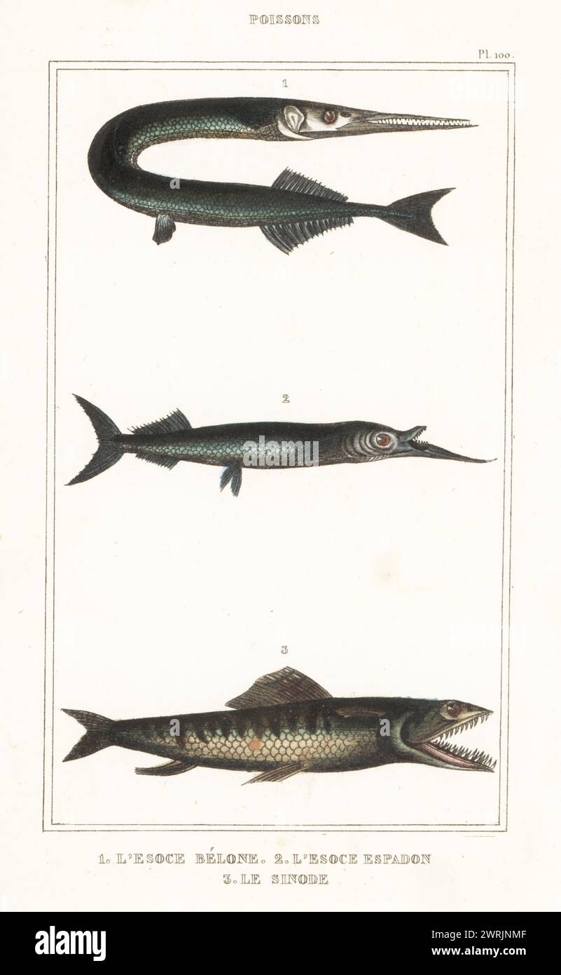 Garfish, Belone belone 1, Ballyhoo-Halbschnabel, Hemiramphus brasiliensis 2 und Diamant-Eidechsenfisch, Synodus synodus 3. L'esoce belone, Esox belone, l'esoce espadon, le Sinode, Esox synodus. Handkolorierter Stippelstich von Frédéric Cazenave und anderen von Le Comte de la Cépède Oeuvres du comte de Lacépède, comprenant l’histoire naturelle des Poissons, Paris, um 1850. Die nicht akkreditierten Illustrationen wurden aus Originalen von Jacques de Seve, Marcus Bloch, Robert Benard, Jean-Gabriel Pretre usw. kopiert Stockfoto