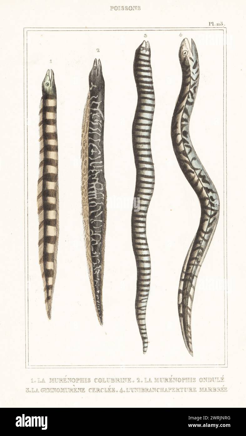 Bänderschlangenaal, Myrichthys colubrinus 1, wellige Muräne, Gymnothorax undulatus 2, Zebramuräne, Gymnomuraena Zebra 3 und Marmorierter Sumpfaal, Synbranchus marmoratus 4. Le murenophis colubrin, le murenophis ondule, le gymnomurene Cerclee, l'unibranchaperture Marmor. Handkolorierter Stippelstich von Frédéric Cazenave und anderen von Le Comte de la Cépède Oeuvres du comte de Lacépède, comprenant l’histoire naturelle des Poissons, Paris, um 1850. Die nicht akkreditierten Illustrationen wurden aus Originalen von Jacques de Seve, Marcus Bloch, Robert Benard, Jean-Gabriel Pretre usw. kopiert Stockfoto