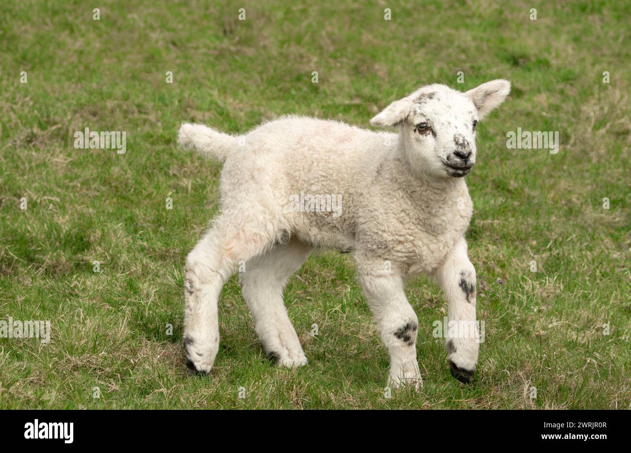Nahaufnahme eines jungen Lammes im Frühling, das über ein Feld läuft, nach rechts gerichtet. Yorkshire Dales, Großbritannien. Horizontal. Platz zum Kopieren. Stockfoto