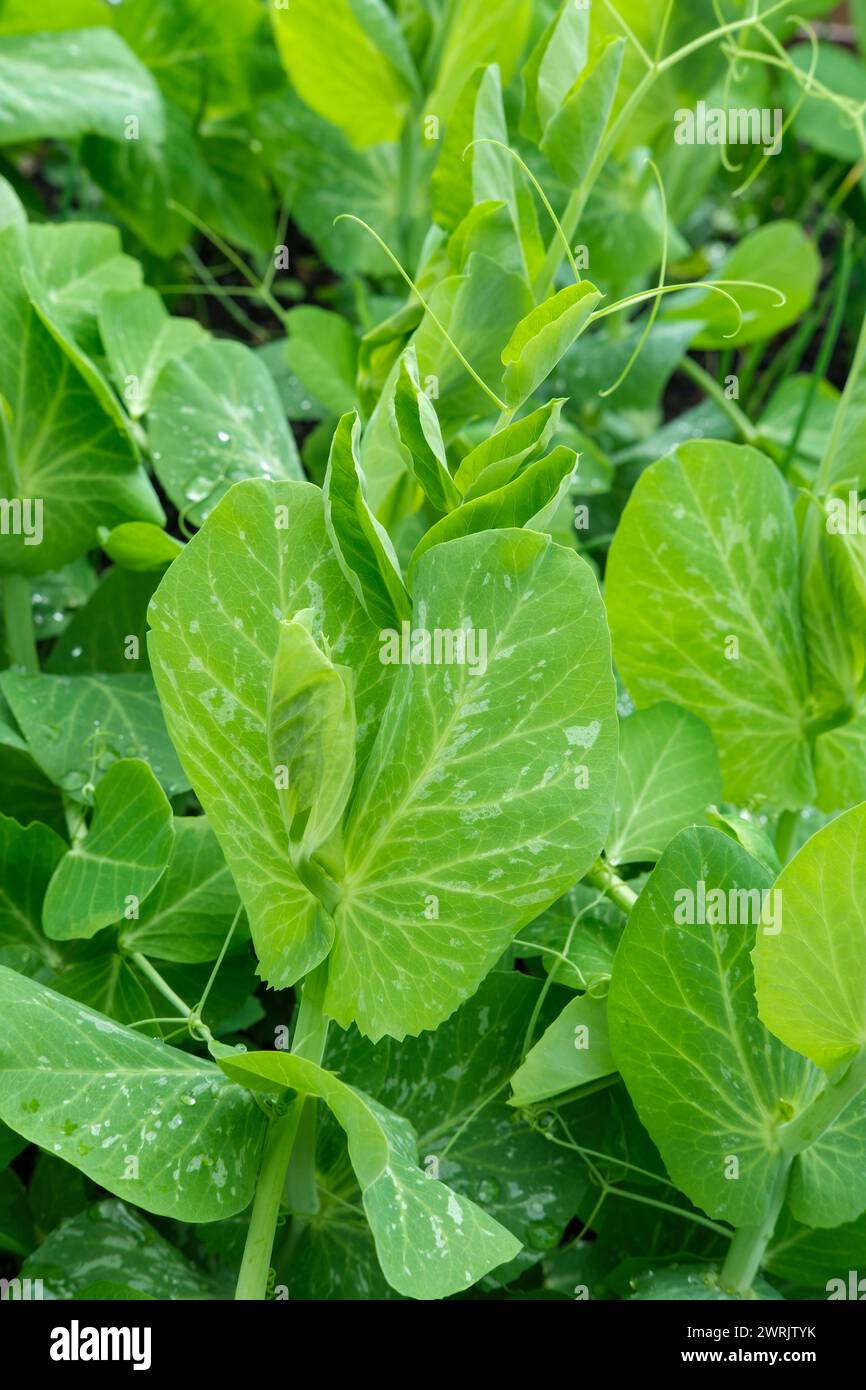 Ab Pisum sativum, ab Erbse, Nahaufnahme des frühen Laubs der Erbsenpflanze Stockfoto