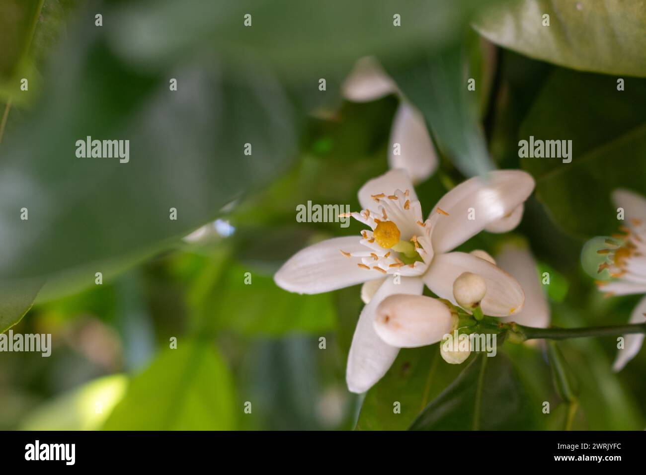Orangenblüten Stockfoto