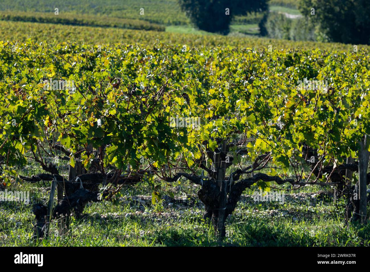 Erntezeit auf grünen Weinbergen, Weindomäne oder Schloss in der Region Haut-Medoc für Rotweine, Bordeaux, linkes Ufer der Mündung der Gironde, Frankreich Stockfoto