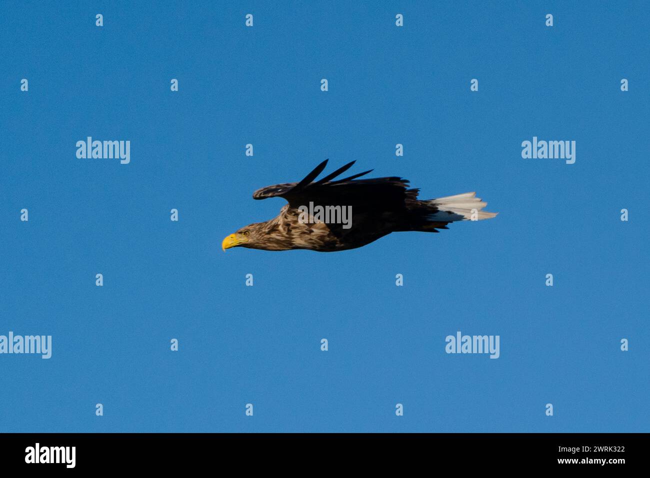 SEA EAGLE, OSTSEEADLER, FINNLAND: Ein Seeadler, der über Jurmo, einer kleinen Insel im Turku-Archipel, vor der Südwestküste Finnlands fliegt und jagt. Foto: Rob Watkins. INFO: Jurmo hat eine Bevölkerung von etwa 50 Menschen und ist bekannt für sein zerklüftetes Gelände, malerische Landschaften und einzigartige Flora und Fauna. Stockfoto