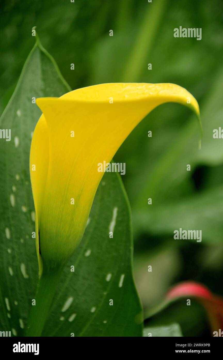 Einzelne hellgelbe Zantedeschia „Sunclub“ (Calla Lily) Blume, die bei RHS Garden Harlow Carr, Harrogate, Yorkshire, England, Großbritannien angebaut wird. Stockfoto