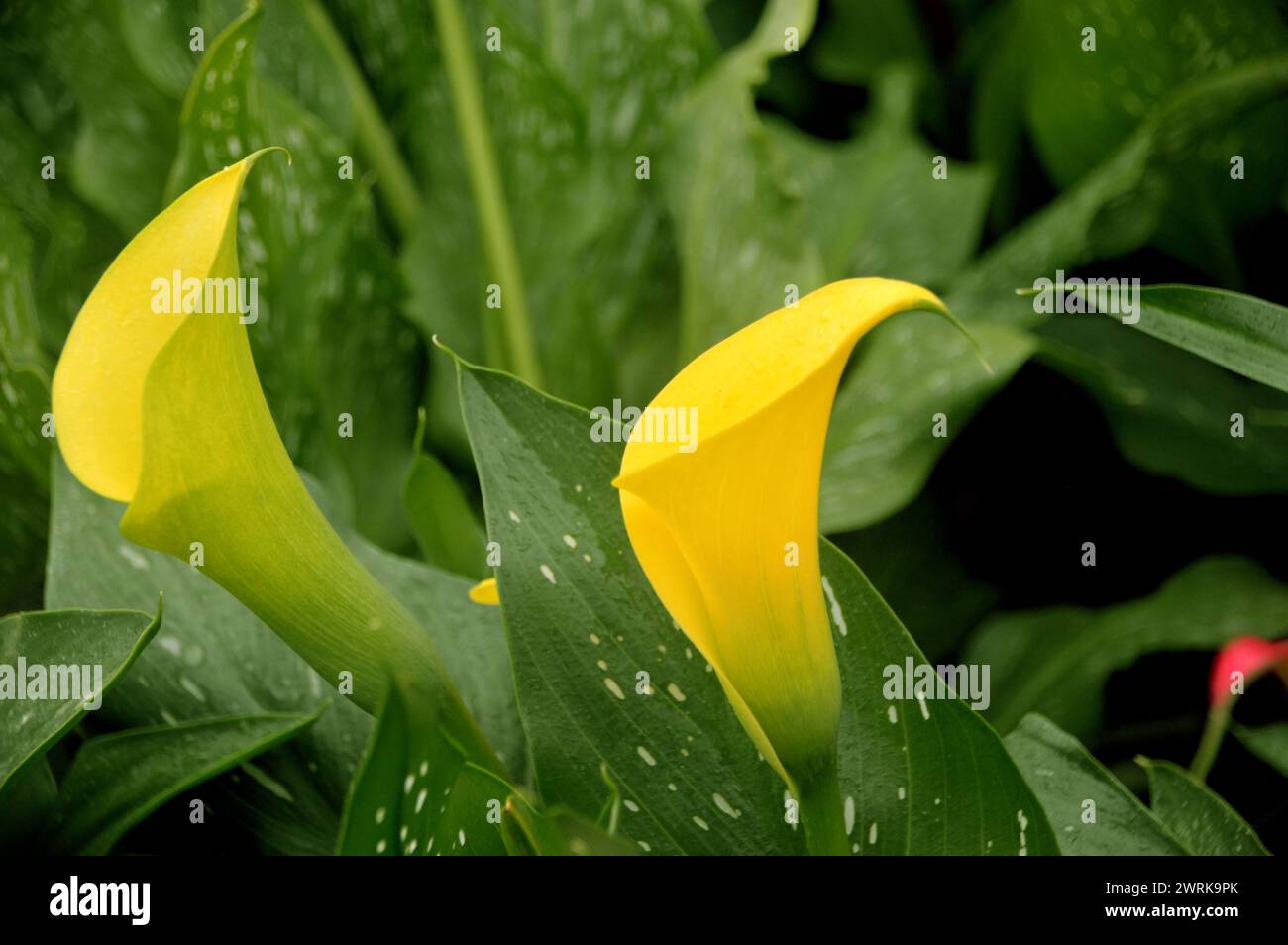 Bright Yellow Zantedeschia „Sunclub“ (Calla Lily) Blumen, die bei RHS Garden Harlow Carr, Harrogate, Yorkshire, England, Vereinigtes Königreich angebaut werden. Stockfoto