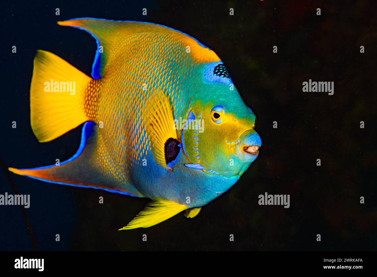 Queen Angelfish Bonaire N.V., Südkaribik Stockfoto